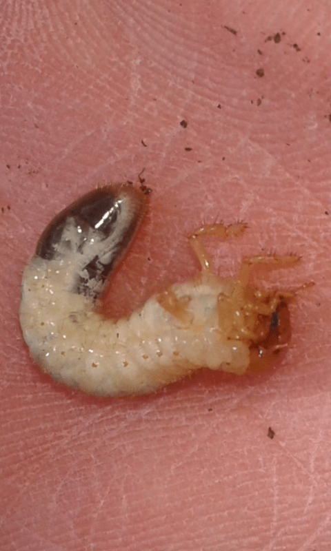 Larve di Melolonthidae?